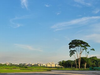 Obraz premium palm trees in the city