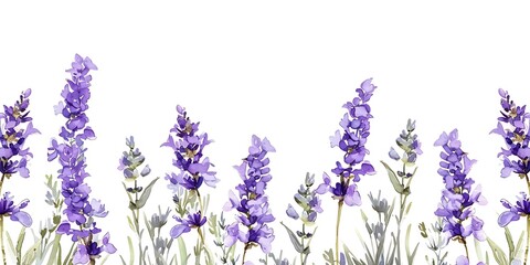 Obraz premium Lavender flowers bunch isolated on white background cutout. Top view. Flat lay.