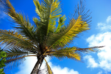 Fototapeta premium The scenery of Seychelles islands in the Indian Ocean