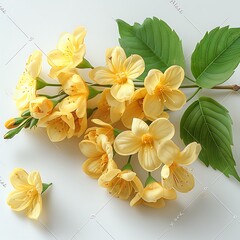 Laburnum Flower isolated on white background.