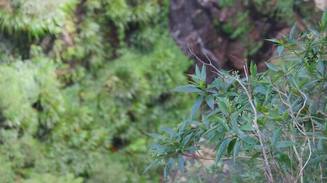 Rainforest Foliage in Binna Burra