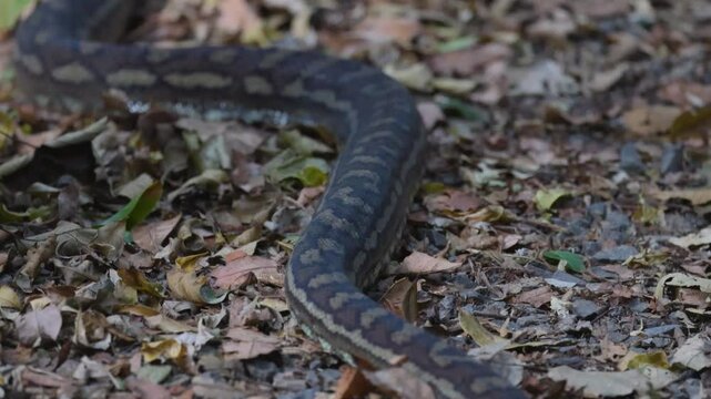 Python Slithering in Lamington National Park