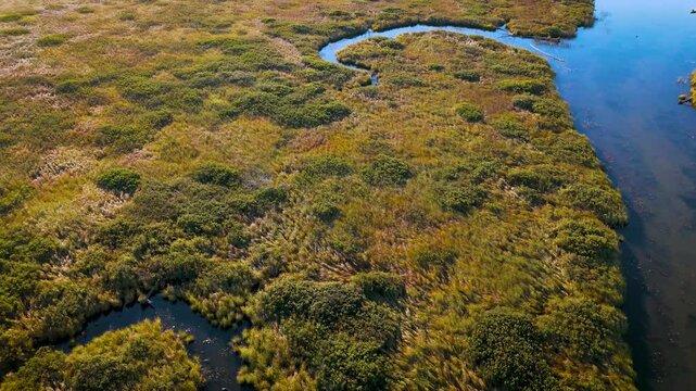 River delta reeds at dawn
