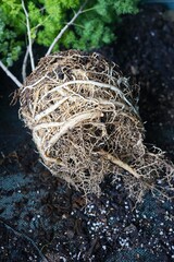 Roots of Asparagus Ming Fern when re-potting.  