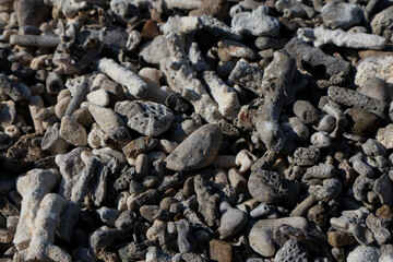 Close-up of corals and rocks on the beach in Queensland, Australia