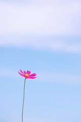 秋の空に咲くコスモス 縦