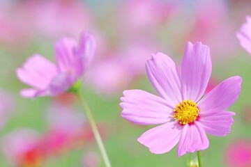 秋のピンクのコスモスのアップ