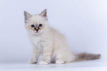 Sacred Birman kitten seal tabby point color, birma Cat isolated on a white background, studio photo