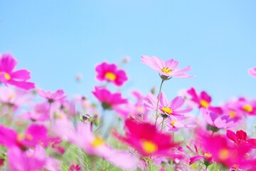 Obraz premium ピンクのコスモスと空