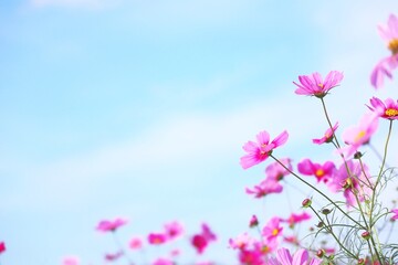 秋の空に咲くピンクのコスモス