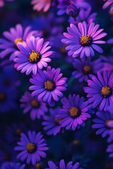 Fototapeta premium purple and white daisies