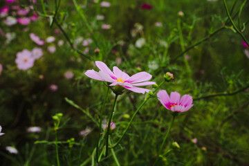 Fototapeta premium コスモス街道深谷 秋桜の花
