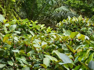 Fototapeta premium Mitragyna speciosa plants grow wild and abundantly in the tropical nature of Kalimantan