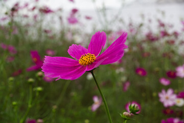 Obraz premium コスモス街道深谷 秋桜の花