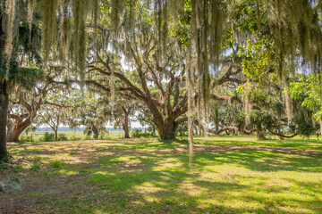 Obraz premium Live oak with spanish moss in park