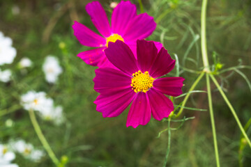 Obraz premium コスモス街道深谷 秋桜の花