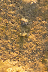 Small crab crawling on wet sand