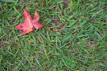 a red leaf on the left in green grass