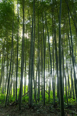 Fototapeta premium 田舎の竹林