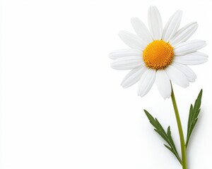 Fototapeta premium A beautiful daisy flower with white petals and a yellow center against a white isolated background.