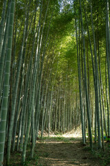 Fototapeta premium 田舎の竹林