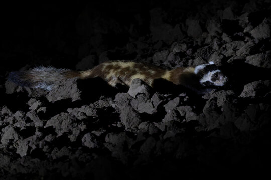 Ein Tigeriltis nachts auf einem Acker auf Beutesuche