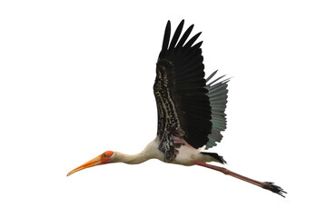 Beautiful flying Painted isolated on transparent background png file