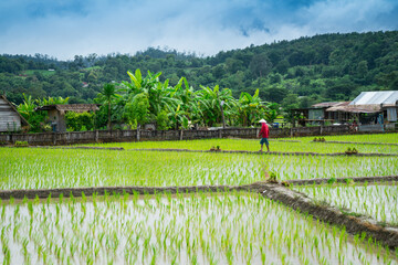 View of lush green paddy field of land for growing rice during the rice growing season. Agriculture farming  in the newly planted near the mountain  at  Village Chiang Mai, Thailand.