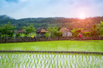 View of lush green paddy field of land for growing rice during the rice growing season. Agriculture...