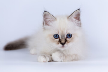 Sacred Birman kitten seal tabby point color, birma Cat isolated on a white background, studio photo