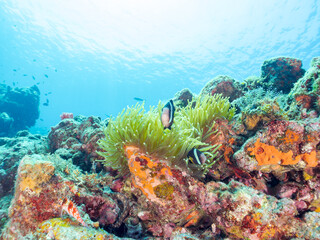 美しいイソギンチャク畑の可愛いクマノミ（クマノミ亜科）のペア他。
英名、学名：Yellowtail clownfish (Amphiprion clarkii)

静岡県伊豆半島賀茂郡南伊豆町中木ヒリゾ浜-2024年
