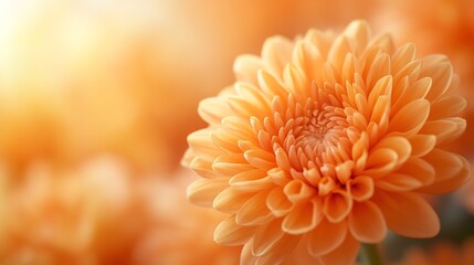 Orange chrysanthemum closeup Abstract background closeup of the petals of chrysanthemum Autumn flower background The coral shade of chrysanthemum Chrysanthemum background with copyspac : Generative AI
