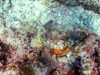 美しいワカウツボ（ウツボ科）。
英名、学名：Abbott's moray eel (Gymnothorax meleagris)
静岡県伊豆半島賀茂郡南伊豆町中木ヒリゾ浜-2024年
