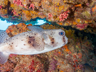 美しく大きなイシガキフグ（ハリセンボン科）。
英名、学名：Pacific Burrfish (Chilomycterus reticulatus)
ストロベリーサンゴ（サンゴモドキ）の群生。
Strawberry Coral, Stylasteridae
静岡県伊豆半島賀茂郡南伊豆町中木ヒリゾ浜-2024年
