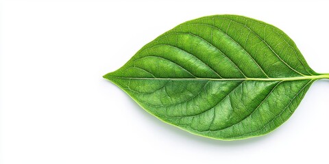 Obraz premium Close-up view of a green leaf on a white isolated background, showcasing its intricate veins and natural beauty.