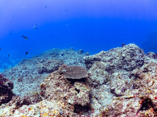 テーブルサンゴに住む可愛いフタスジリュウキュウスズメダイ（スズメダイ科）の幼魚他。
英名、学名：Reticulated Dascyllus (Dascyllus reticulatus) 
Table coral, Acropora Solitaryensis
静岡県伊豆半島賀茂郡南伊豆町中木ヒリゾ浜-2024年

