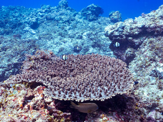 テーブルサンゴに住む可愛いフタスジリュウキュウスズメダイ（スズメダイ科）の幼魚他。
英名、学名：Reticulated Dascyllus (Dascyllus reticulatus) 
Table coral, Acropora Solitaryensis
静岡県伊豆半島賀茂郡南伊豆町中木ヒリゾ浜-2024年
