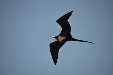 The beautiful frigatebird (Fregata magnificens) flies across the blue sky off the coast of Rio de Janeiro, Brazil. A large black seabird with a white belly and long beak and triangular-shaped wings.