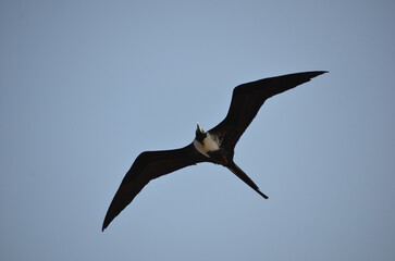 The beautiful frigatebird (Fregata magnificens) flies across the blue sky off the coast of Rio de Janeiro, Brazil. A large black seabird with a white belly and long beak and triangular-shaped wings.