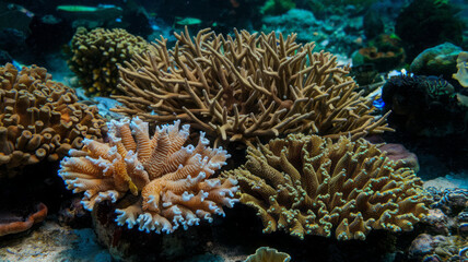 Diverse coral formations with branching structures in a vibrant underwater habitat
