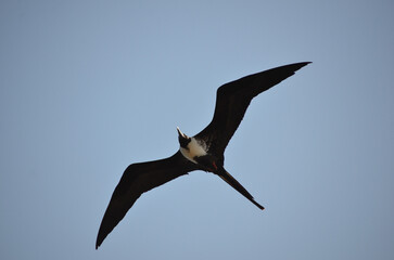 The beautiful frigatebird (Fregata magnificens) flies across the blue sky off the coast of Rio de Janeiro, Brazil. A large black seabird with a white belly and long beak and triangular-shaped wings.