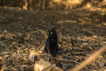 Obraz premium Mysterious Black Cat Lounges on Golden Straw: A Rustic Feline Portrait