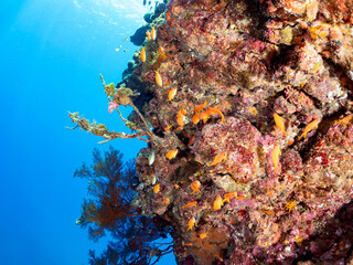 ウミカラマツ（ソフトコーラル）が生えるドロップオフのキンギョハナダイ（ハナダイ亜科）ソラスズメダイ（スズメダイ科）他群れ
英名、学名：Sea Goldie (Pseudanthias squamipinnis)
Heavenly Damselfish (Pomacentrus coelestis)
Antipathes japonica
静岡県伊豆半島賀茂郡南伊豆町中木ヒリゾ浜-2024年
