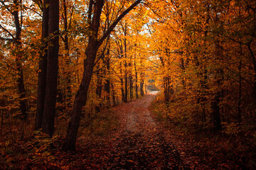 Autumn forest road leaves fall in ground landscape on autumnal background. Colorful foliage in the park. Falling leaves.