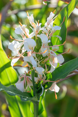 The beautiful white blooms of ginger lily.