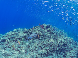 キビナゴの大群を襲う迫力ある美しいナンヨウカイワリ（アジ科）。
英名、学名：Island trevally (Ferdauia orthogrammus) 
Silver-Stripe Round Herrings (Spratelloides gracilis)
静岡県伊豆半島賀茂郡南伊豆町中木ヒリゾ浜-2024年8月
