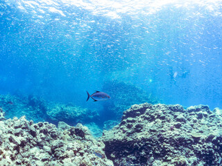 キビナゴの大群を襲う迫力ある美しいナンヨウカイワリ（アジ科）。
英名、学名：Island trevally (Ferdauia orthogrammus) 
Silver-Stripe Round Herrings (Spratelloides gracilis)
静岡県伊豆半島賀茂郡南伊豆町中木ヒリゾ浜-2024年8月
