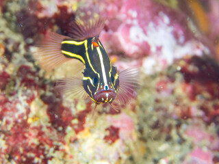 水中洞窟にいる毒を持つ美しいヌノサラシ（ハタ科）の幼魚。
英名、学名：Goldenstriped soapfish (Grammistes sexlineatus)
静岡県伊豆半島賀茂郡南伊豆町中木ヒリゾ浜-2024年8月

