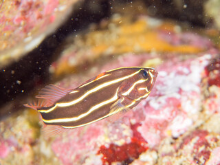 水中洞窟にいる毒を持つ美しいヌノサラシ（ハタ科）の幼魚。
英名、学名：Goldenstriped soapfish (Grammistes sexlineatus)
静岡県伊豆半島賀茂郡南伊豆町中木ヒリゾ浜-2024年8月
