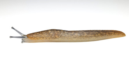 Slug isolated on white background